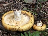 Lactarius scrobiculatus