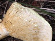 Lactarius scrobiculatus