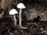 Cystolepiota seminuda 