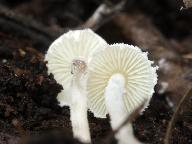 Cystolepiota seminuda 