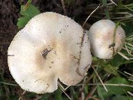 Agaricus comtulus 