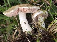 Agaricus comtulus 