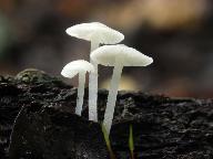 Mycena olida 