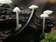 Mycena olida