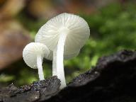 Mycena olida 