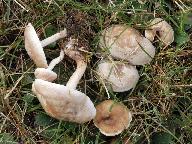 Clitocybe rivulosa