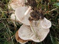 Clitocybe rivulosa