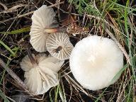 Marasmius wynneae 