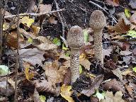 Macrolepiota procera 