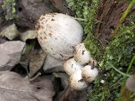 Coprinopsis romagnesiana 