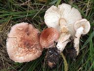 Lepiota subincarnata