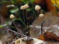 Marasmius bulliardii 