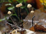 Marasmius bulliardii