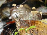 Marasmius bulliardii