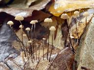 Marasmius bulliardii 