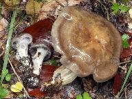 Cortinarius infractus 