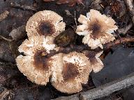 Lepiota pseudolilacea