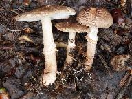 Lepiota pseudolilacea