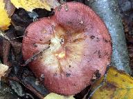 Russula nitida 