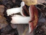 Russula nitida 