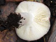 Russula nitida