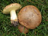 Suillus collinitus