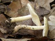 Lepiota forquignonii 