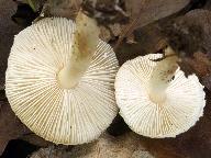 Lepiota forquignonii 