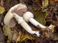 Agaricus sylvicola