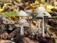 Coprinellus impatiens