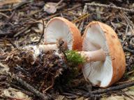 foto Karel Tejkal foto Karel Tejkal