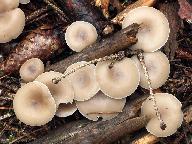 Clitocybe vibecina 