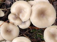 Clitocybe vibecina