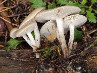 Clitocybe vibecina 