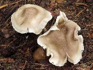 Tricholoma saponaceum 