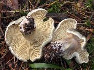 Tricholoma saponaceum