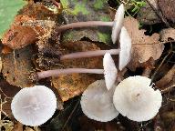 Mycena pura