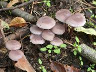 Mycena pura 