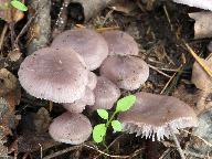 Mycena pura