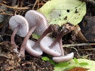 Mycena pura