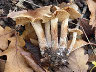 Cortinarius hinnuleus 