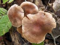 Cortinarius hinnuleus