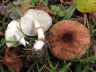 Leucoagaricus pilatianus 