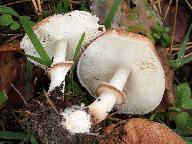 Leucoagaricus pilatianus