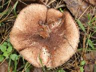 Leucoagaricus pilatianus