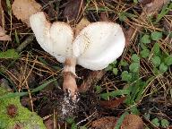 Leucoagaricus pilatianus