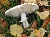 Leucoagaricus leucothites 