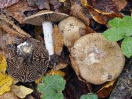 Cortinarius infractus 