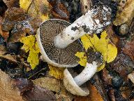 Cortinarius infractus