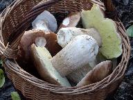 Boletus edulis 